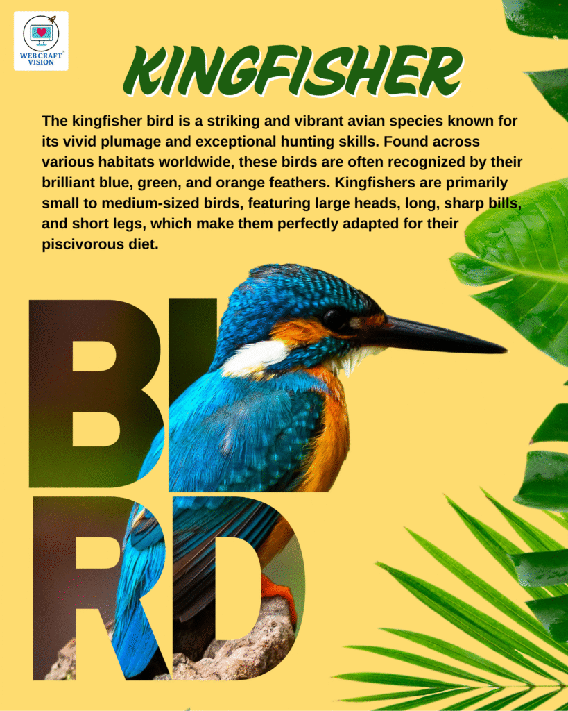 Kingfisher, money , shreem , graphic designer